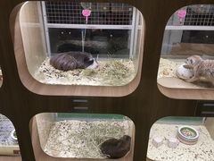 -藦茜花园宠物主题亲子互动体验馆(国顺东路店)