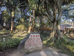 -瑞丽独树成林风景区