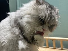 -安格丽娜·狗咖·猫咖羊驼咖(春熙路百盛商场店)