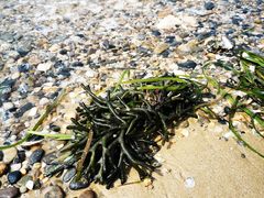 -东戴河风景区-止锚湾