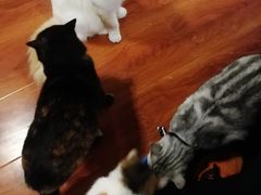 -猫小院猫主题咖啡厅(北锣店)