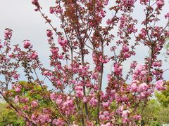 -鹅湖玫瑰文化园