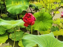 -莲池书院博物馆