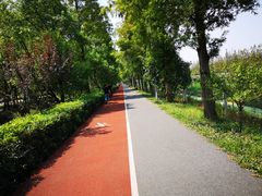 -上海长兴岛郊野公园