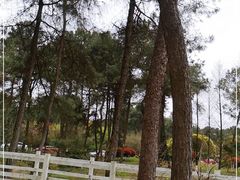 -铁山坪森林公园