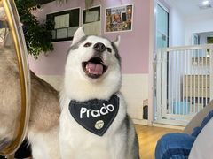 -Husky Go! 哈士奇体验馆·宠物咖啡厅狗咖