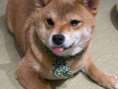 -逗柴咖啡屋·狗咖猫咖宠物桌游