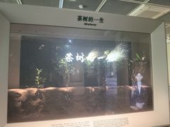 -中国茶叶博物馆(双峰馆区)