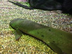 -悉尼海洋生物水族馆
