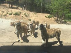 -大连森林动物园