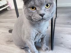 -爱洗澡的猫(望京店)