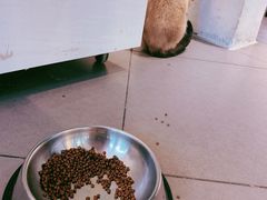 -有猫主题·治愈系猫咖(曾厝垵店)
