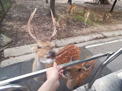 -清迈夜间动物园