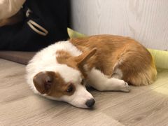-浣熊柯尔鸭土拨鼠·电玩咖