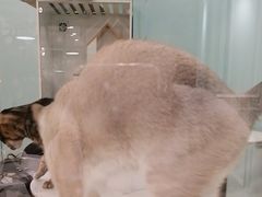 -安格丽娜·狗咖·猫咖羊驼咖(春熙路百盛商场店)