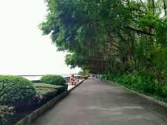 -大湾区中央湿地公园