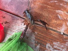 -同銮特种养殖场·龙虾垂钓