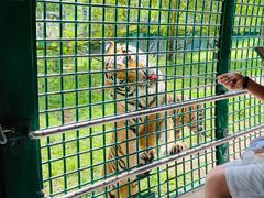-深圳野生动物园