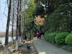 -金鸡湖桃花岛