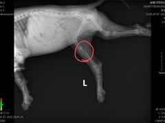 -宠福鑫康馨动物医院·骨科·眼科