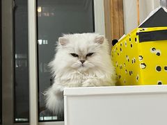 -宠福鑫康馨动物医院·骨科·眼科