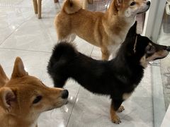 -柴犬小屋·柴餐厅·狗咖食堂(金鼎广场店)