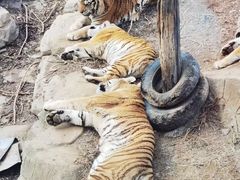 -大连森林动物园