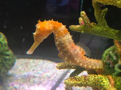 -暹罗海洋世界