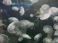 -重庆欢乐海底世界