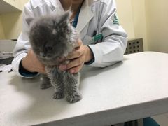 -瑞派宠物医院·24h·骨外科·皮肤科·全科宠物医疗转诊中心(沈阳浑南院)
