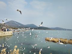 -香雪海
