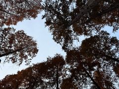 -黄海国家森林公园