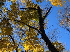 -三里屯东五街银杏大道