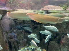 -成都浩海立方海洋公园