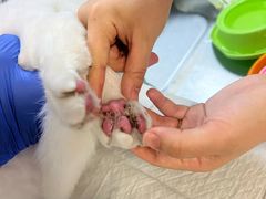 -艾贝尔宠物医院·24H转诊中心·肿瘤猫专科(江宁双龙店)