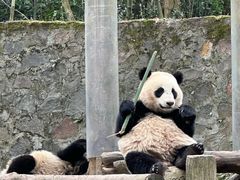 -都江堰中华大熊猫苑