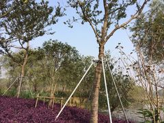 iphone_upload_pic-长兴太湖图影湿地文化园