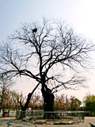 古树-大望京儿童游乐场