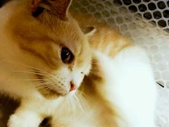 猫-猫色咖啡·猫咖