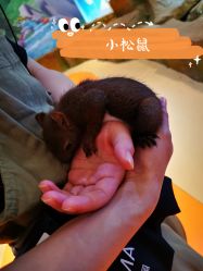 -Mr·Kuma酷么先生雪之乐园