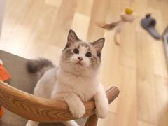 -猫大福·Fortune Cat猫舍(百子湾店)