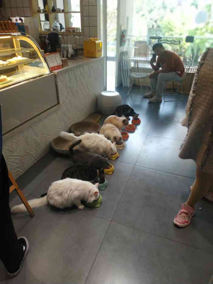 猫宁morning猫咖(福大怡山创意园店)