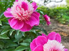 -莲花池公园
