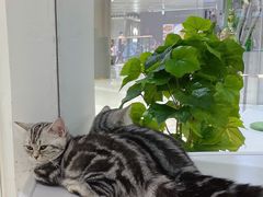 -COLOR PETS 撸猫馆·购猫·猫咖(长风大悦城店)