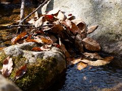 -黑河国家森林公园