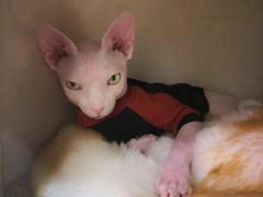 -藏猫猫咖啡主题馆(中央大道店)