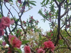 -桃花涧