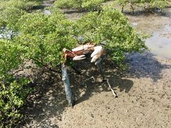 -北海金海湾红树林生态旅游区