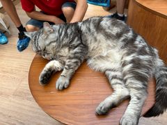 -有猫主题·治愈系猫咖(曾厝垵店)