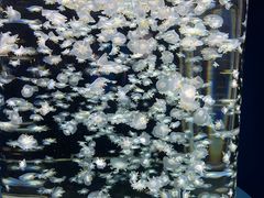 -太平洋海底世界